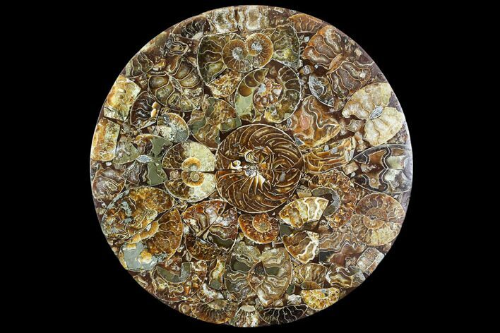Composite Plate Of Agatized Ammonite Fossils #107332